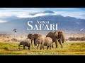Animal Safari 4K Scenic Wildlife Film With African Music