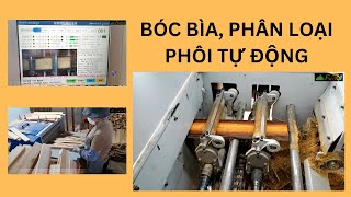 Máy bóc bìa, xẻ phôi, phân loại phôi tự động Woodmaster