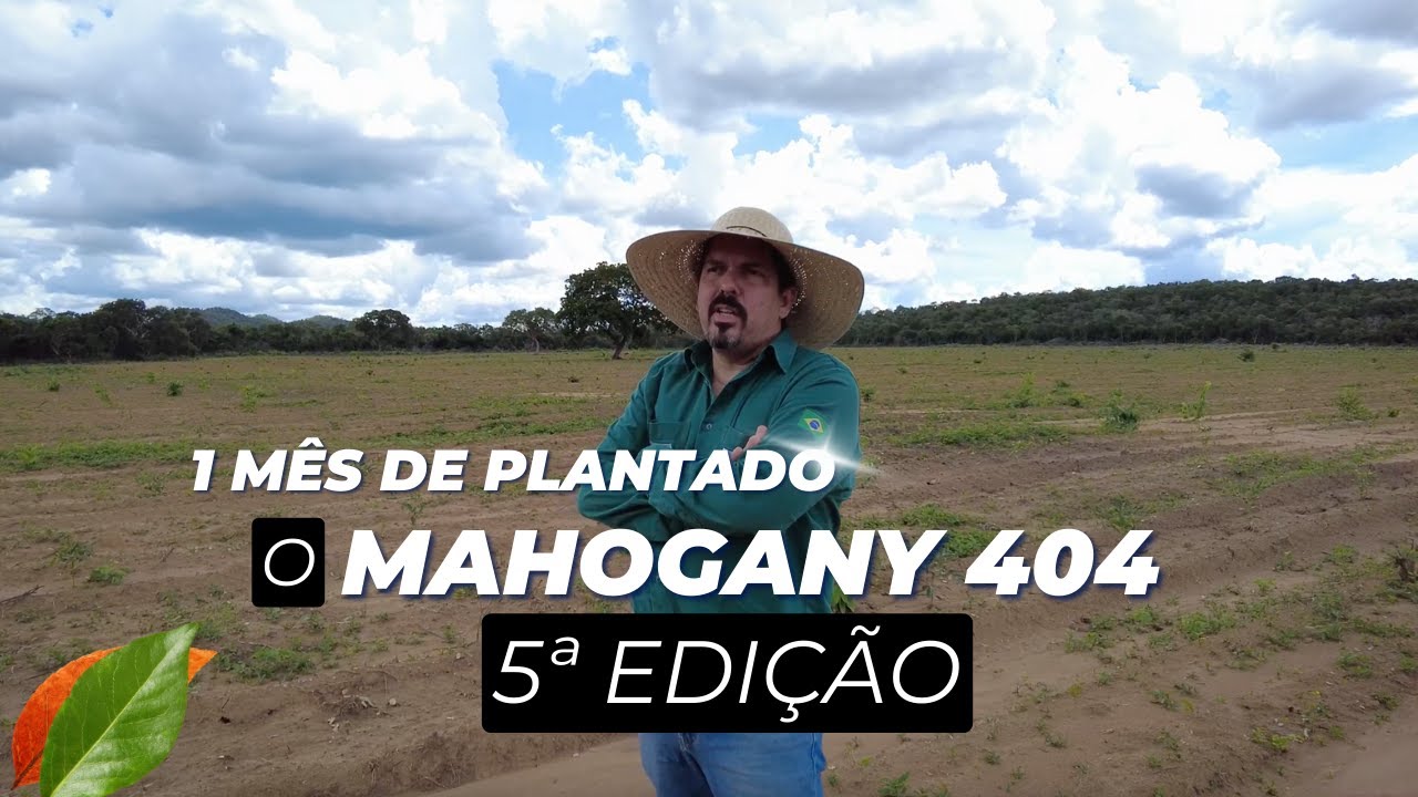 1 MÊS DE PLANTADO O MAHOGANY 404 5 EDIÇÃO