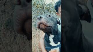 danger?? oh no.. he is our cute #max 🥳💞 #apbt #pitbull #shorts #pitbulllover #pitbulls #viral #video