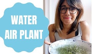 How to water air plants - Tillandsia care