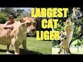Liger | The Largest Cat in The World (Compilation #1)