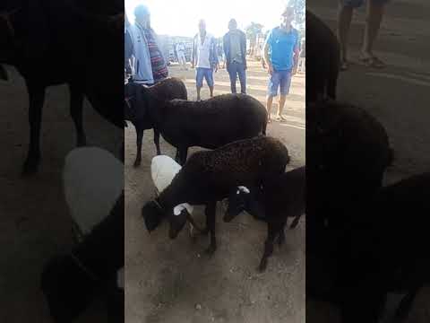 #youtubeshorts #youtubeviral #caprino #ovinos #venturosa #pernambuco #brasil