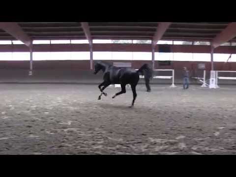 3. Junghengst v. Decurio / San Remo