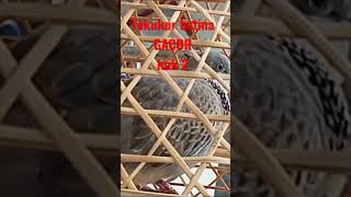 Download lagu Suara Tekukur betina gacor banget mp3