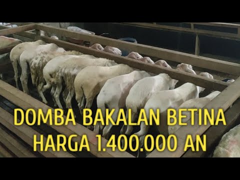 10 EKOR DOMBA BAKALAN BETINA HARGA HEMAT