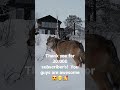 Wolves howling 😁😁🐺
