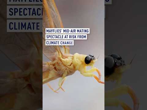 Mayflies' mid-air mating dance in peril as temperatures rise