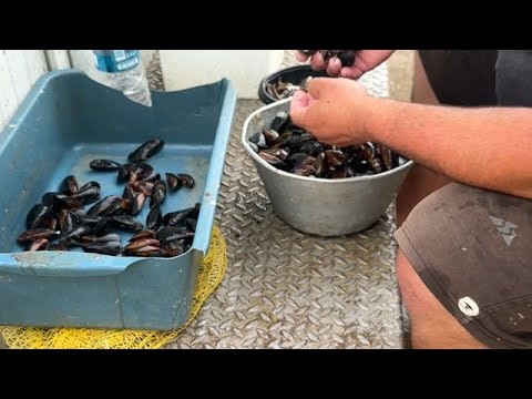 Import-Muscheln aus Bulgarien: Touristen in Rumänien beschweren sich