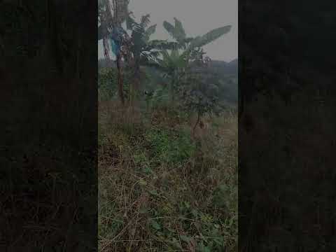 [FINCA]Venta Finca Genova. Quindío -Colombia. COD: 10029274-41554