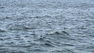 preview picture of video 'Maine Whale Watch (Boothbay Harbor, ME)'