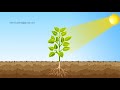 Photosynthesis Animation