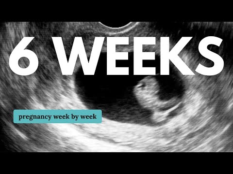 6. Schwangerschaftswoche 🤰 Was Sie erwartet: Veränderungen für Sie und die Entwicklung des Babys