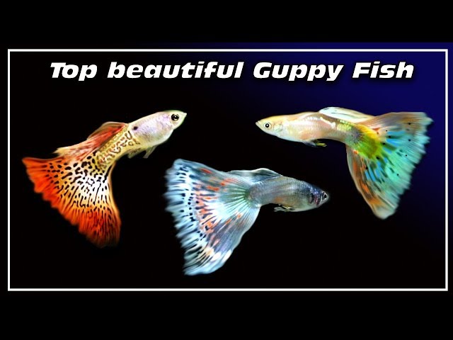 The Most beautiful guppies fish , made in France !!! ✔