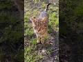 Tabby Cat Meow Meow
