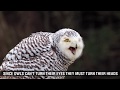 Snowy Owl  Fun Facts for Kids