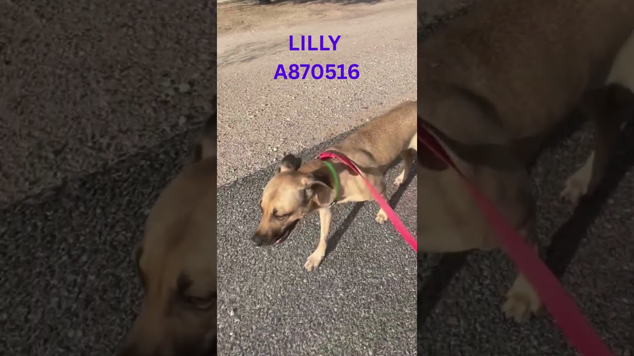 Enlarge Lilly 2, a Adoptable Black Mouth Cur in Tucson, AZ video 4/4