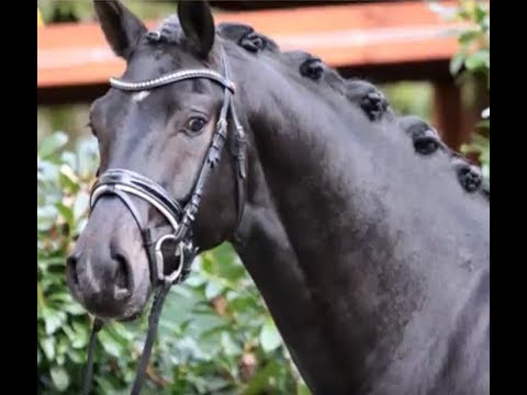 2015 black Hanoverian stallion by FINEST www.sporthorses-online.com