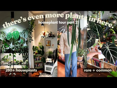 Full Houseplant Tour 2024 🎉🌿 280+ plants in my small house! (PART 2)