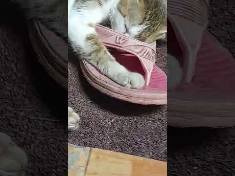 Why the cat is sleeping on the slippers 😒