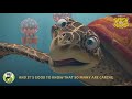Splash And Bubbles One Big Ocean Sing Along