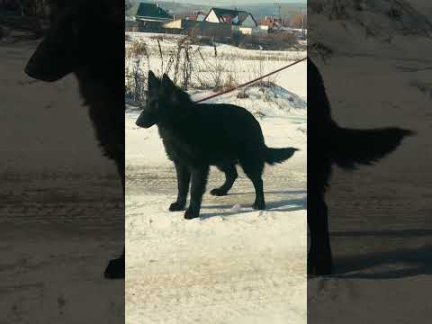 Belgischer Schäferhund Welpe kaufen
