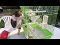 Tweety Sylvester De România