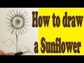 How to draw a Sunflower 