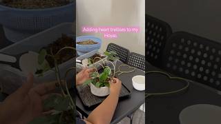 Repotting my Hoya Freckles and adding trellises #hoya #repotting tting