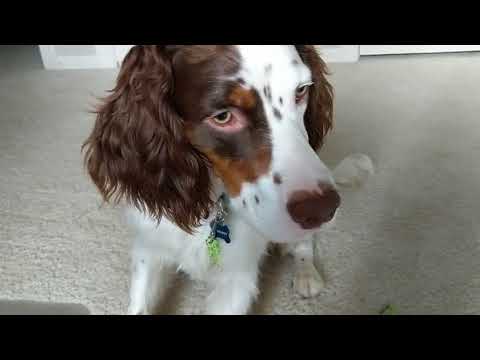 Gunnar working around cats