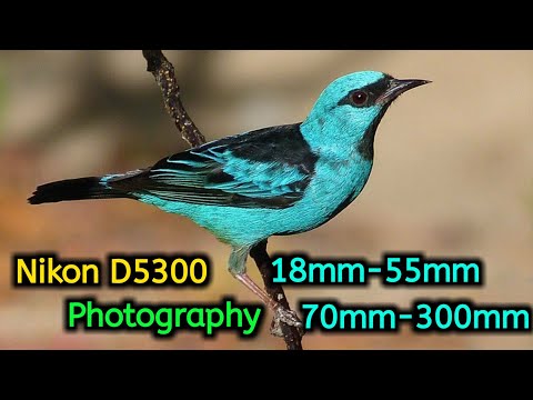 Nikon D5300 Photography 18mm-55mm,70mm-300mm,Nikon D5300 Camera Review,