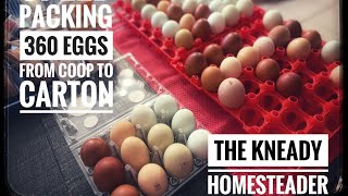 From Coop to Carton: Packing 360 Eggs Like A Pro | Satisfying Speed Video