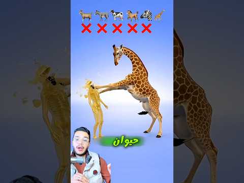 ايه هو الحييوان 😳