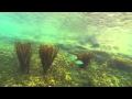 Neurotic Fish 