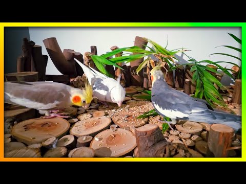 This Will Give Your Birds Energy | The Bird Sanctuary | 2hrs of Zesty Fun