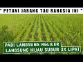 RAHASIA PADI BARU PINDAH TANAM LANGSUNG SUBUR NGLILER ANAKAN BANYAK