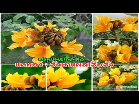 สมุนไพรรักษาโรคสะเก็ดเงินในใจ กลากรักษา homeopathic