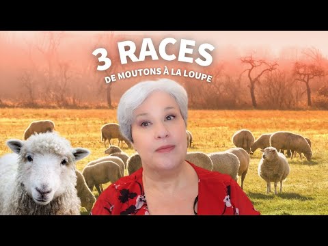 Y a pas que le mérinos dans la vie ! 3 races de mouton à la loupe