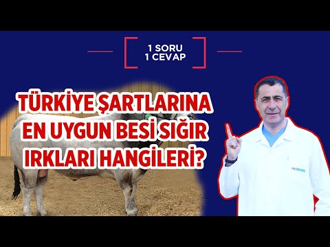 , title : 'Türkiye Şartlarına En Uygun Besi Sığır Irkları'