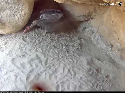 Dad Condor Stays For A Long Feeding Visit – July 23, 2018