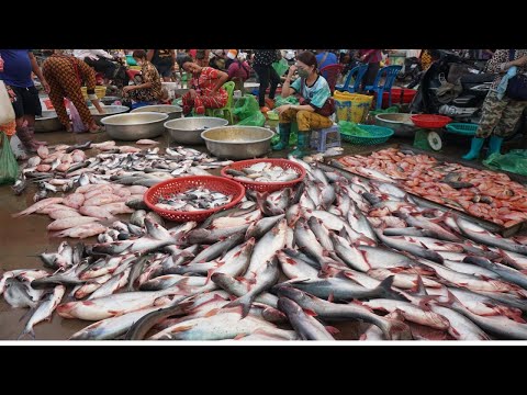 Cambodia Fish Market Show - Plenty Alive Fish, Dry Fish, Seafood & More Food Selling Here