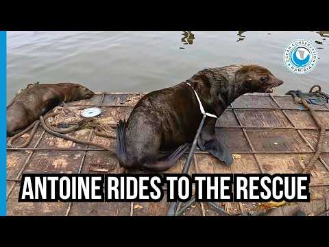 Stranded on a Barge – But Antoine Has a Plan!