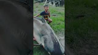 Download lagu ikan patin terbesar #shorts #ikanpatin mp3 Download lagu ikan patin terbesar #shorts #ikanpatin mp3