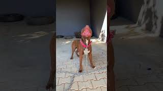 Pitbull Dog Exercise and Training 💪  #pitbull #dog #dogs #doglove