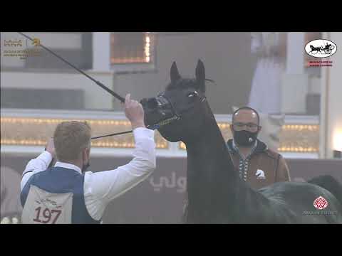 N 197 AL JAZEERA   Katara International Arabian Horse Festival   Mares 7 10 Years Old Class 8B