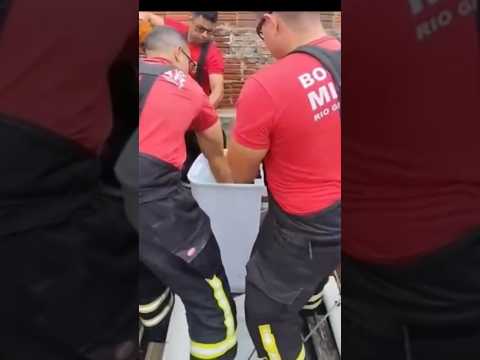 Bombeiros do RN realizam captura de jiboia em Bento Fernandes