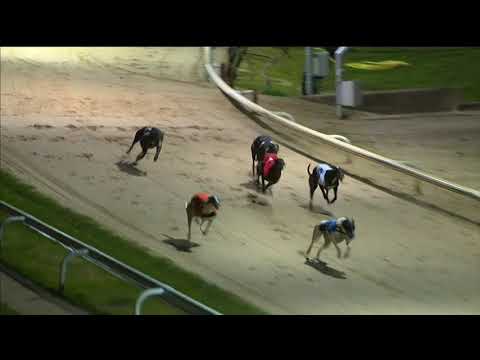 Dodgers Drum - Coral Brighton Belle - 1st Semi-Final