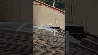 wait for the end video