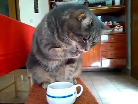 Beautiful cat drinks coffee