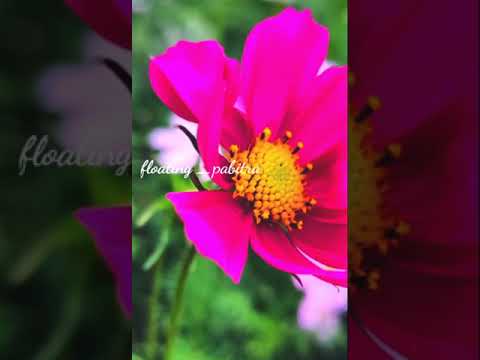 flowers# rabindra sangeet# amaro porano jaha chay...